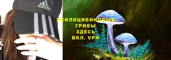 хмурый Аркадак